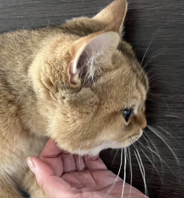Happy pet client