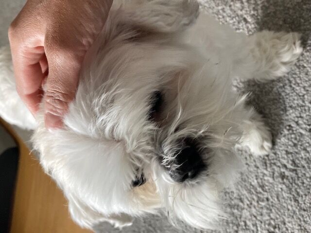 Happy pet client